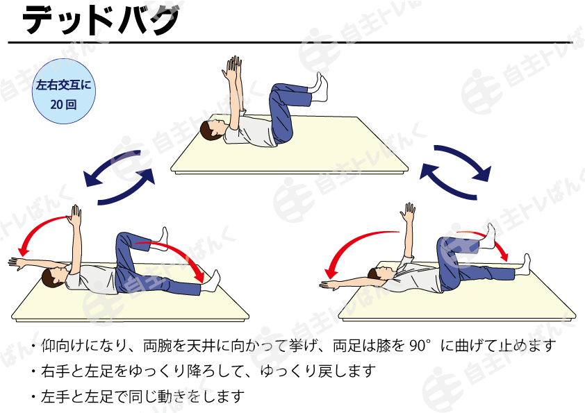 デッドバグ | 自主トレばんく 筋トレ・ストレッチ・リハビリのイラスト資料